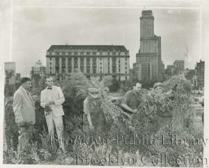 This Brooklyn Public Library image shows the White Wing Squad cracking down on a grow site within site of downtown Brooklyn.