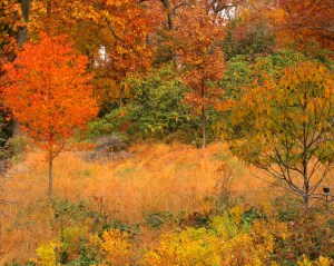 New York Botanical Garden.